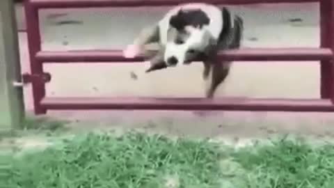 Dog Display Skill from Experience