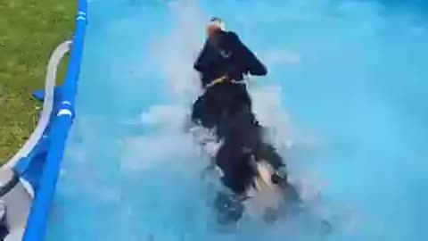 cachorro se refrescando em uma piscina