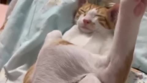 Funny Cat's Moment