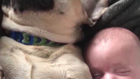 Dogs And Babies Are Best Friends | Adorable baby and animal compilation