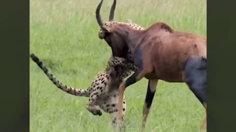 hilarious animal fight
