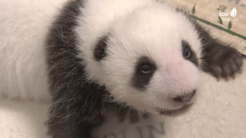 Berlin Zoo Panda Twins Open Eyes For First Time