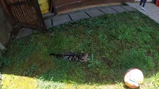 Cute Cat went out to play | wild cat playing