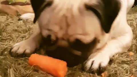 Pug Puppy Eats Carrot