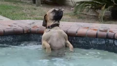 pug the dog reacts in the hot tub is absolutely priceless