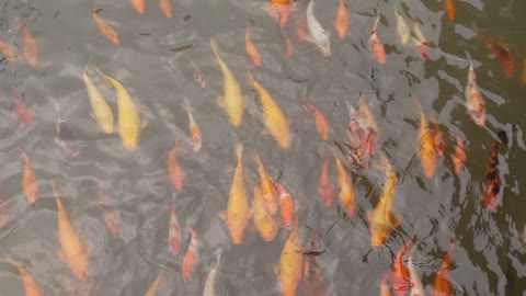 beautiful koi fish in the pond