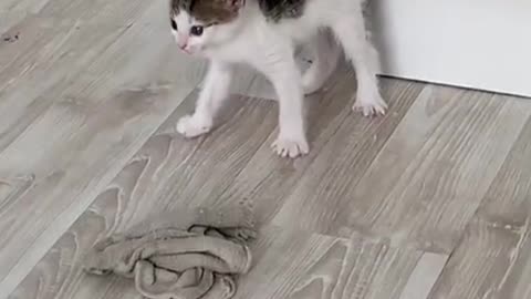 The kitten was afraid of its mother.