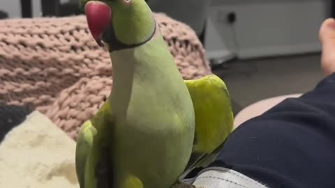 Adorable parrot argues with his owner to change tv channels. Too funny!