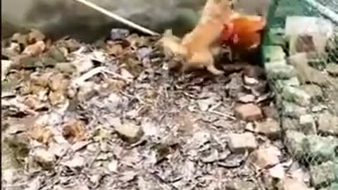 Funnyiest dog and chicken fight
