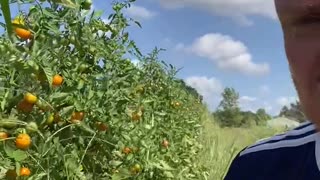 Cherry tomato rows