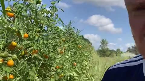 Cherry tomato rows