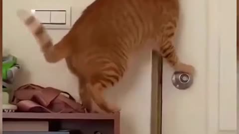 very smart cats