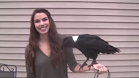Ravens can talk with fun!