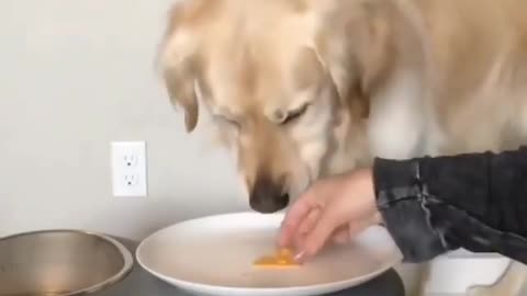 WATCH: dog rates food!!!