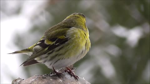 Birds.. Songbird.. Color of nature