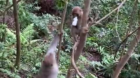Cute Monkey And Funny Animals Compilation
