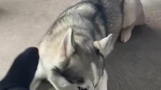 Husky Throws a Tantrum