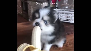 A little Dog Eats Bananas in a Different way.