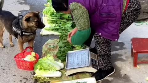 Talented Dog Buy vegitable in market