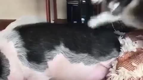 dog VS pig