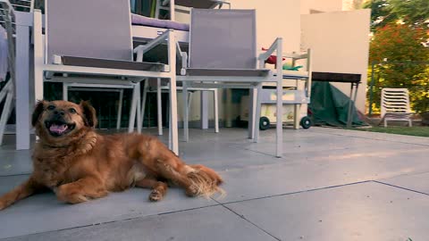 Small dog relaxing on house park