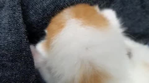 Cute cat is kneading