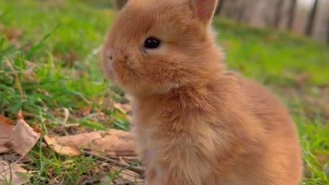 Boundless joy and endless hops as our furry friend explores the great outdoors! 🌳🐰