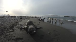 Fur Seal Doesn't Want People Filming Penguins
