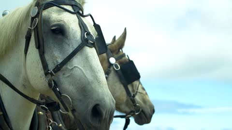 Two Beautiful Horses with Coastline Behind