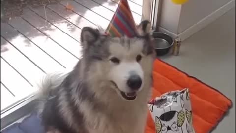 Husky birtday cap