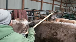 Steer Needs Rake for Proper Scratch Session