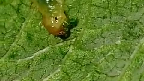 Extreme nature of Larva