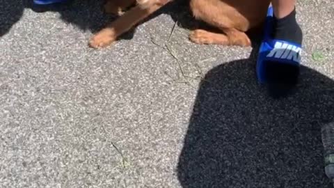 Dog Sniffs and then Snags a Baby Bird