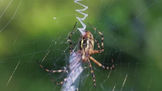 Argiope painting stabilimenta