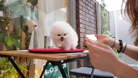 White pomeranian is so cute! lovely puppy video lovely pet Teacup puppies