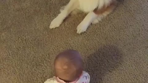 Perro le enseña a beba a darse vuelta