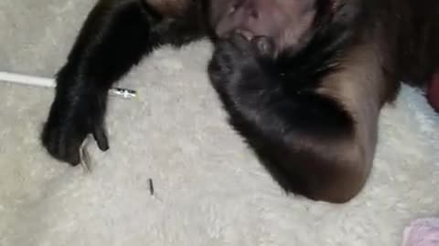 Monkey Wants to Write Someone Who Cares