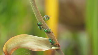 Garden Insects Arılar Polinizacion