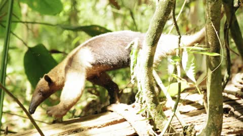 Slow Motion Footage Of An Anteater Going Down From A Branch