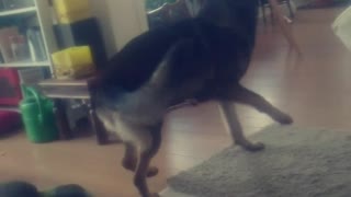 Black lab calmly gets head scratched while german shepherd throws toy around