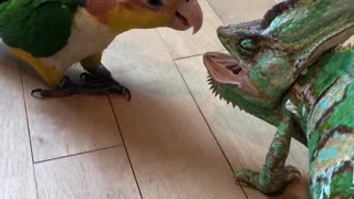 Bird Unsure of New Chameleon Friend