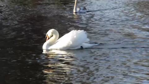 Cob swan 'busking' to offspring //