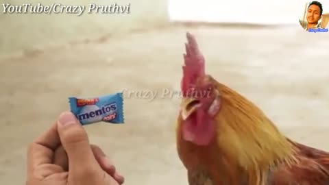 Chicken Cock (Murga) Sing Song - Funny WhatsApp Status
