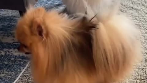 Cute puppy dancing