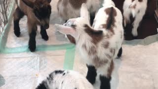 Baby Goats Playing in Puppy Pen