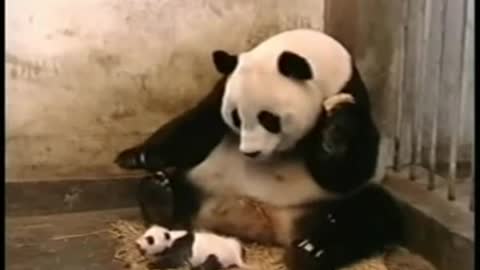 Cute Panda sneezing and freaking out his mom!! 😁😁