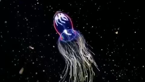 Delightful Arctic sea jellyfish