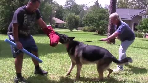 AGGRESSIVE DOG TRAINING - HOW TO MAKE A DOG AGGRESSIVE 100% SIMPLE