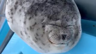 Excessive cuteness of a seal when he sticks out his tongue!