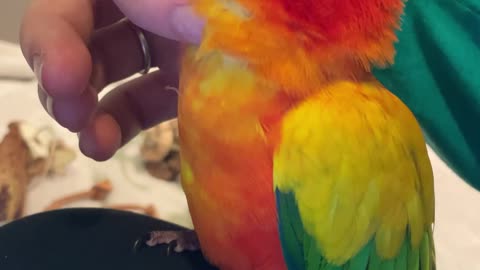 Parrot LOVING his chin rubs